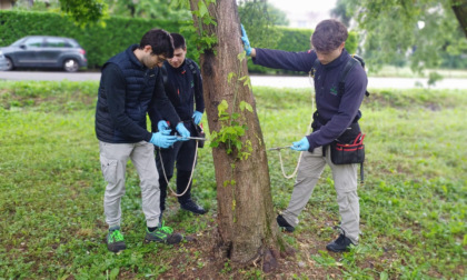 Intervento sulle piante del parco per eliminare un insetto infestante
