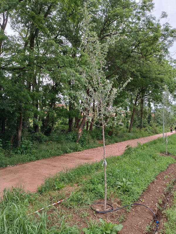 Sedriano alberi pista ciclabile 3