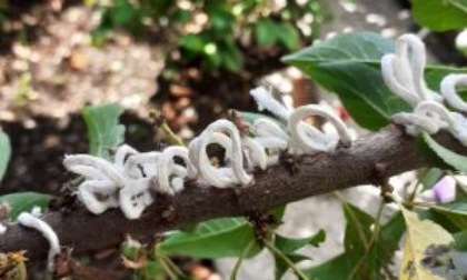 «Takahashia Japonica: Aiutateci a monitorare la sua presenza in città»