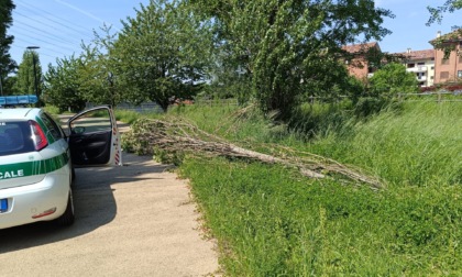 Mancata manutenzione del verde al Parco Sansovino: la risposta del Comune