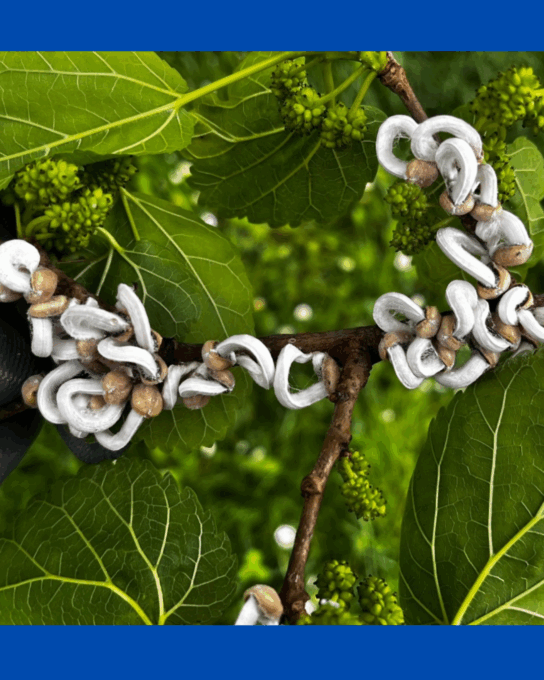Cocciniglia asiatica: ecco che segnalare la sua presenza