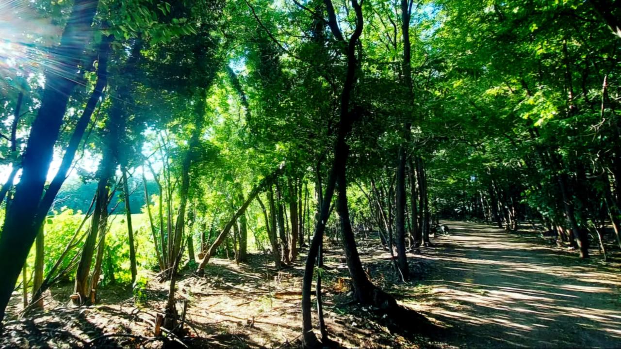 7723_Parco_Roccolo_bosco