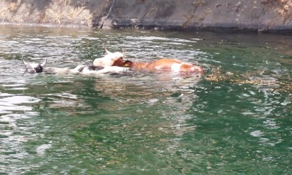 Una trentina di mucche rinvenute nel canale Villoresi: in corso le operazioni per portarle in salvo