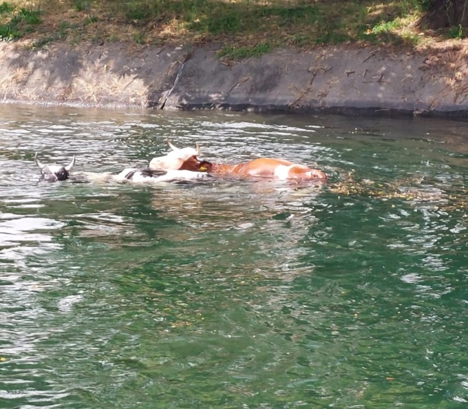 Una trentina di mucche rinvenute nel canale Villoresi: in corso le operazioni per portarle in salvo