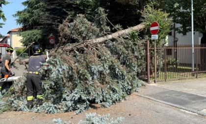 Albero cade sulla strada e abbatte un palo
