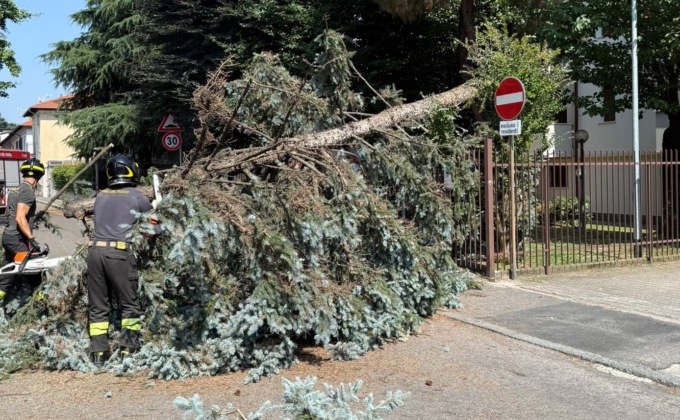 Albero cade sulla strada e abbatte un palo
