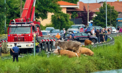 Mucche nel Villoresi: salvati una ventina di esemplari, ma alcuni non ce l'hanno fatta