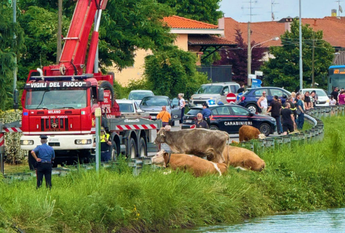 Mucche nel Villoresi: salvati una ventina di esemplari, ma alcuni non ce l’hanno fatta
