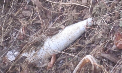 Si mettono a pulire il giardino e trovano una bomba