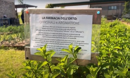 Piante aromatiche, un tocco profumato e colorato in cucina