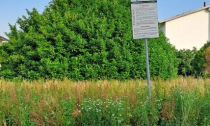 "La situazione del verde in paese è fuori controllo"