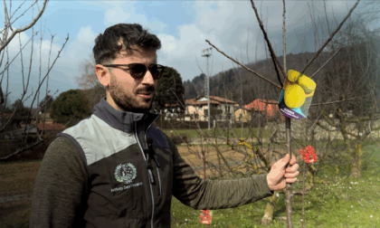 Coltivare piante in vaso? Prestiamo molta attenzione alla scelta in vivaio