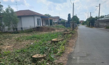 Abbattute otto grandi querce