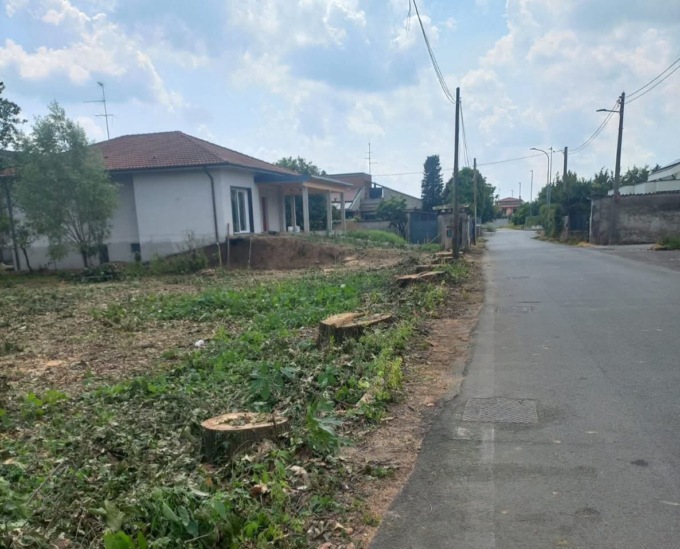 Abbattute otto grandi querce