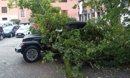 Albero cade e finisce su un'auto nel parcheggio