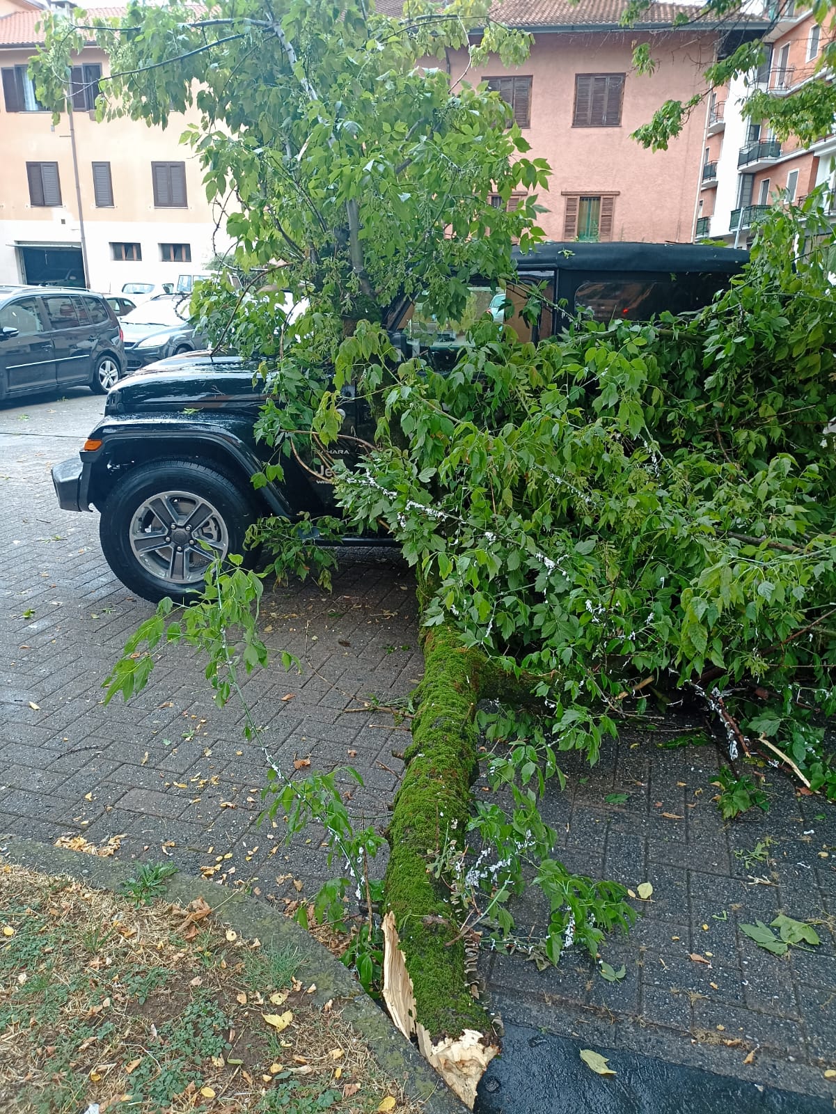 albero4
