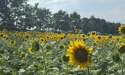 Tutti incantati dall'immenso campo di girasoli