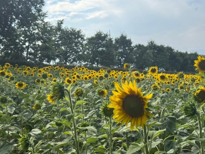 Tutti incantati dall’immenso campo di girasoli