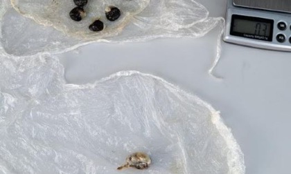 Fermato durante un controllo, in auto 12, 5 grammi di hashish e 2 grammi di ketamina