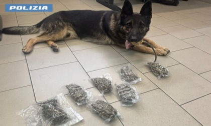 Quasi quattro etti di Marijuana nascosti nel letto dei bambini
