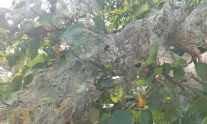 "Troppe piante infestate da parassiti, serve agire"