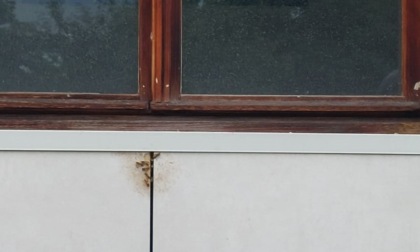 Covi di vespe nel cappotto termico di casa