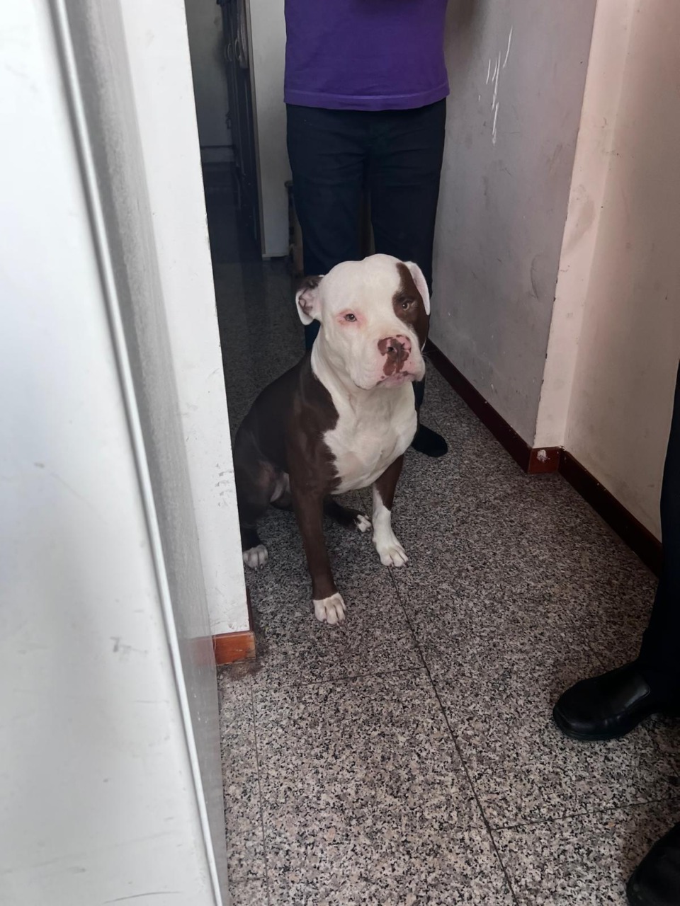 Cane e gatto salvati da una situazione di degrado