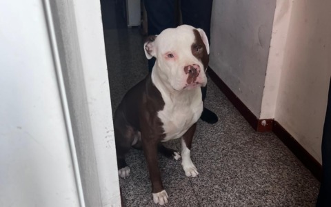 Cane e gatto salvati da una situazione di degrado