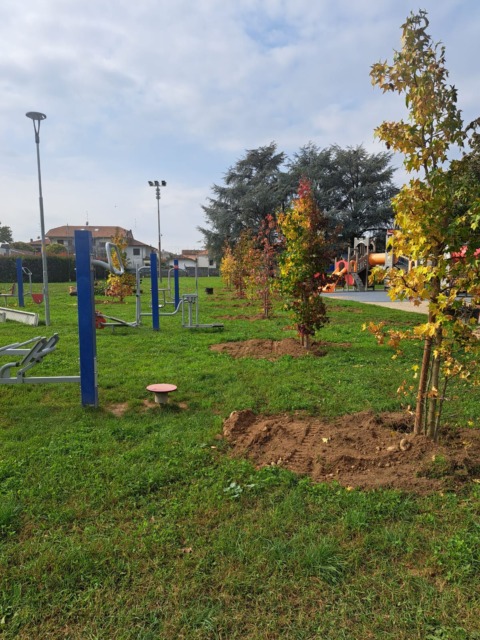 Taglio di alberi, via i pioppi cipressini