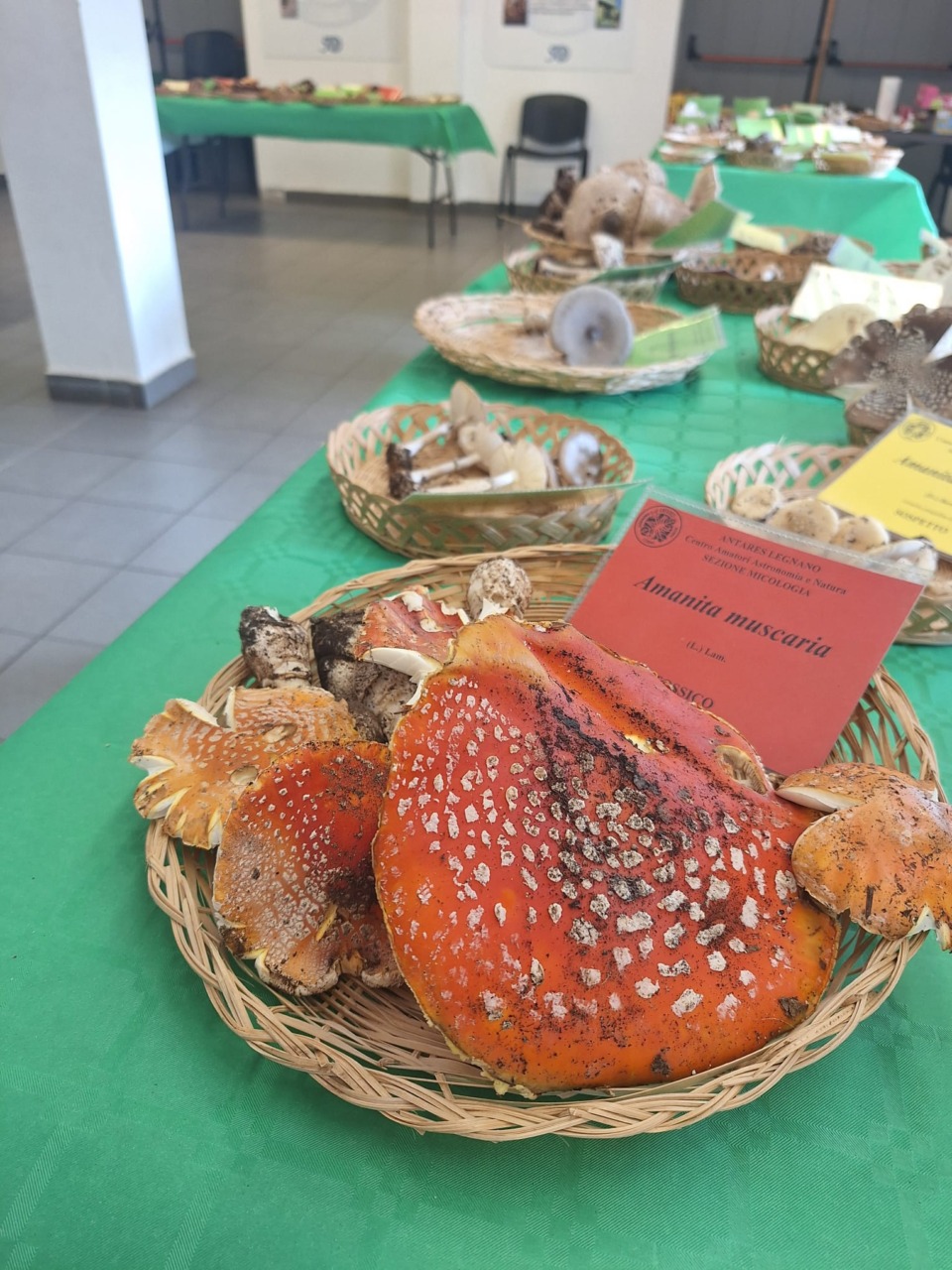 Il Parco Alto Milanese si riempie di funghi... con la Mostra micologica