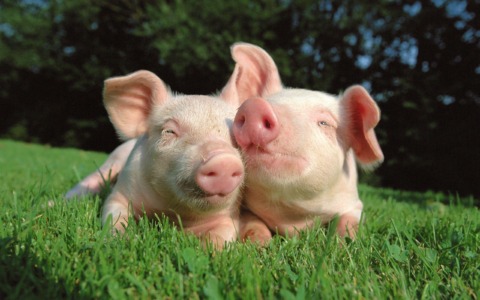 La Lav contro gli allevamenti intensivi e la sofferenza degli animali