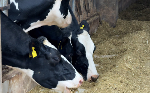 LAV: “Lasciali vivere, lascia la sofferenza fuori dal piatto”. Cambia menù!