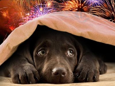 Appello della Lav, non sparate botti gli animali scappano e perdono l’orientamento