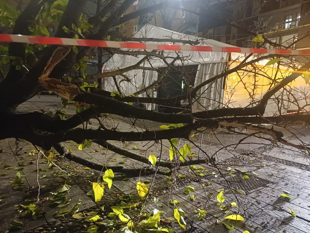 Albero abbattuto da un mezzo dell’igiene urbana