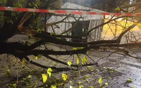 Albero abbattuto da un mezzo dell’igiene urbana