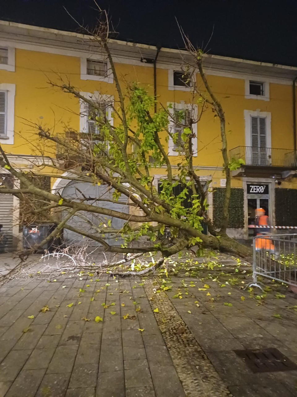Albero abbattuto da un mezzo dell'igiene urbana
