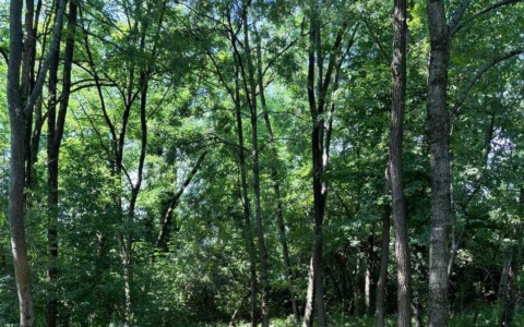 Bosco dei Ronchi, lavori per 150mila euro: via le specie esotiche invasive, largo a quelle autoctone