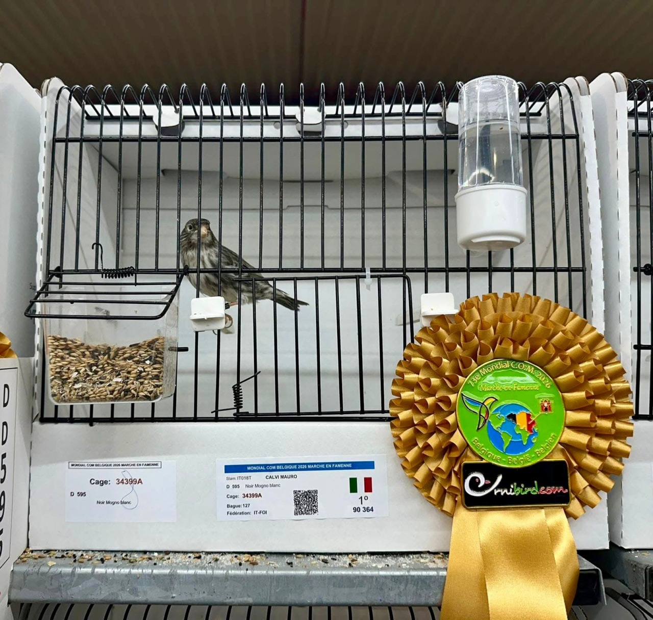 I canarini di Mauro Calvi sono…mondiali