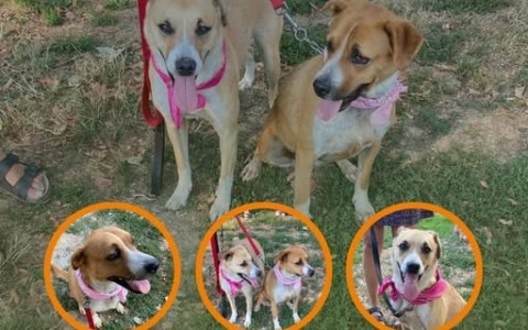 Kira e Puma cercano una casa dove crescere felici