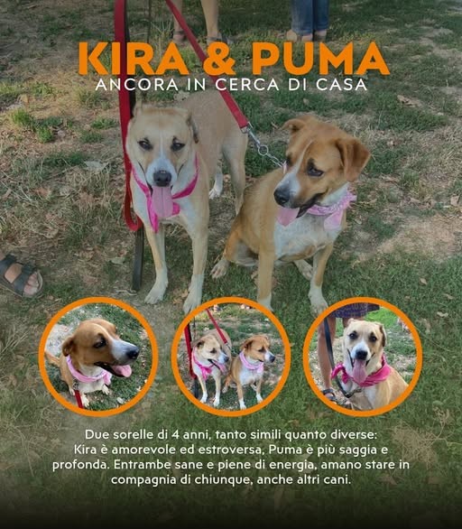 Kira e Puma cercano una casa dove crescere felici