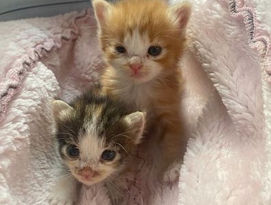 Corso di primo soccorso… per gatti