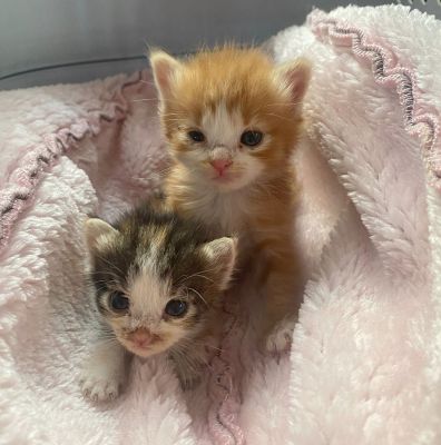 Corso di primo soccorso… per gatti