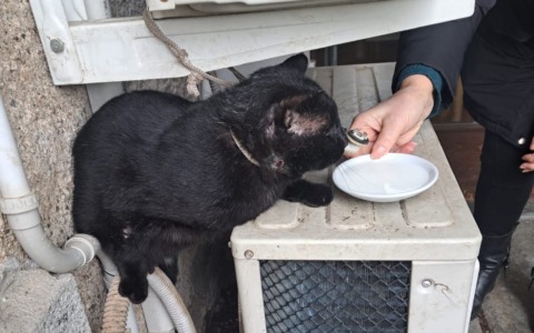 Gatto legato ad un condizionatore all’interno del parco comunale