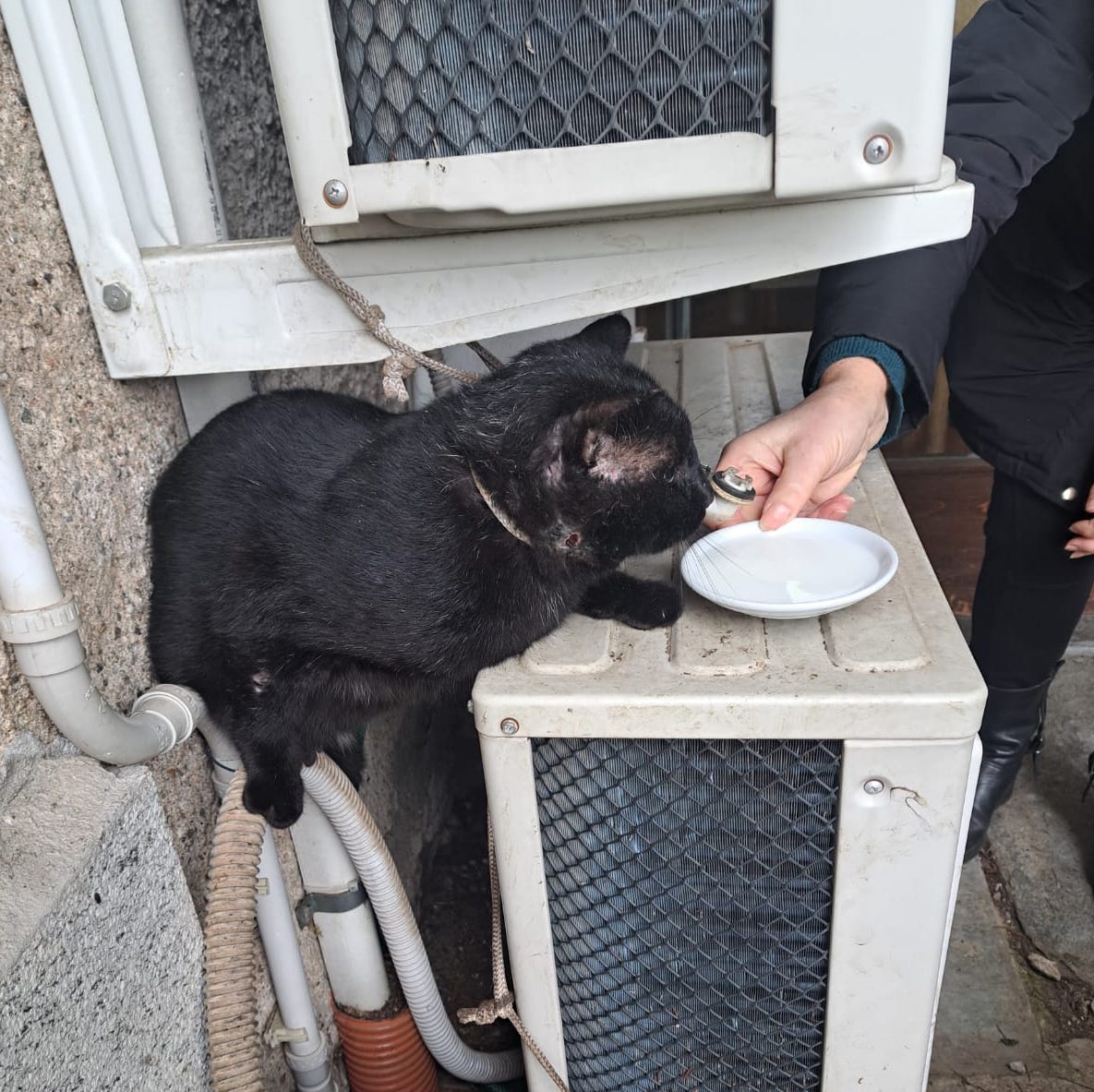 Gatto legato ad un condizionatore all’interno del parco comunale
