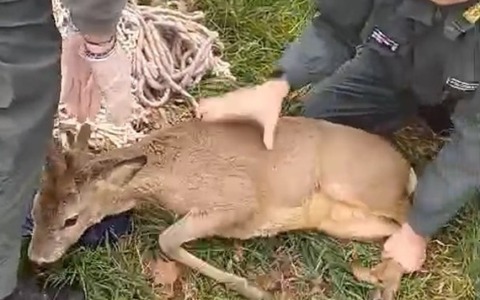 Capriolo cade del Naviglio ma viene salvato e rimesso in libertà