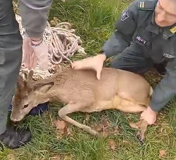 Capriolo cade del Naviglio ma viene salvato e rimesso in libertà