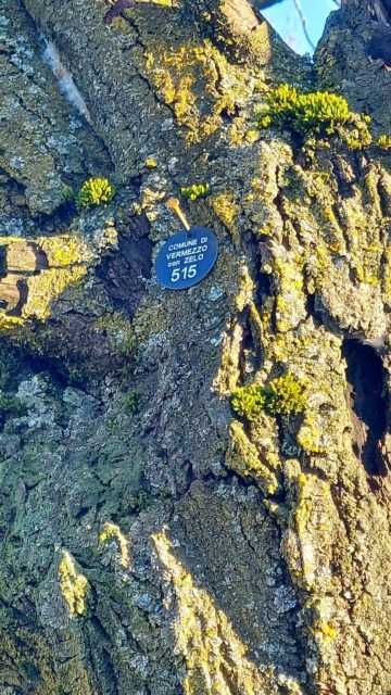 Effettuato il censimento delle piante del Comune