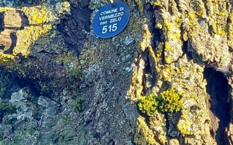 Effettuato il censimento delle piante del Comune