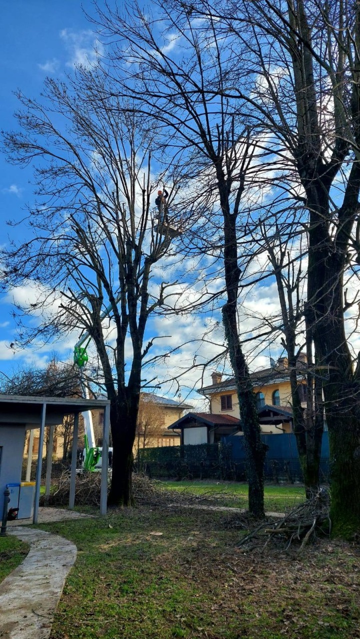 vermezzo-alberi2026-agronomo