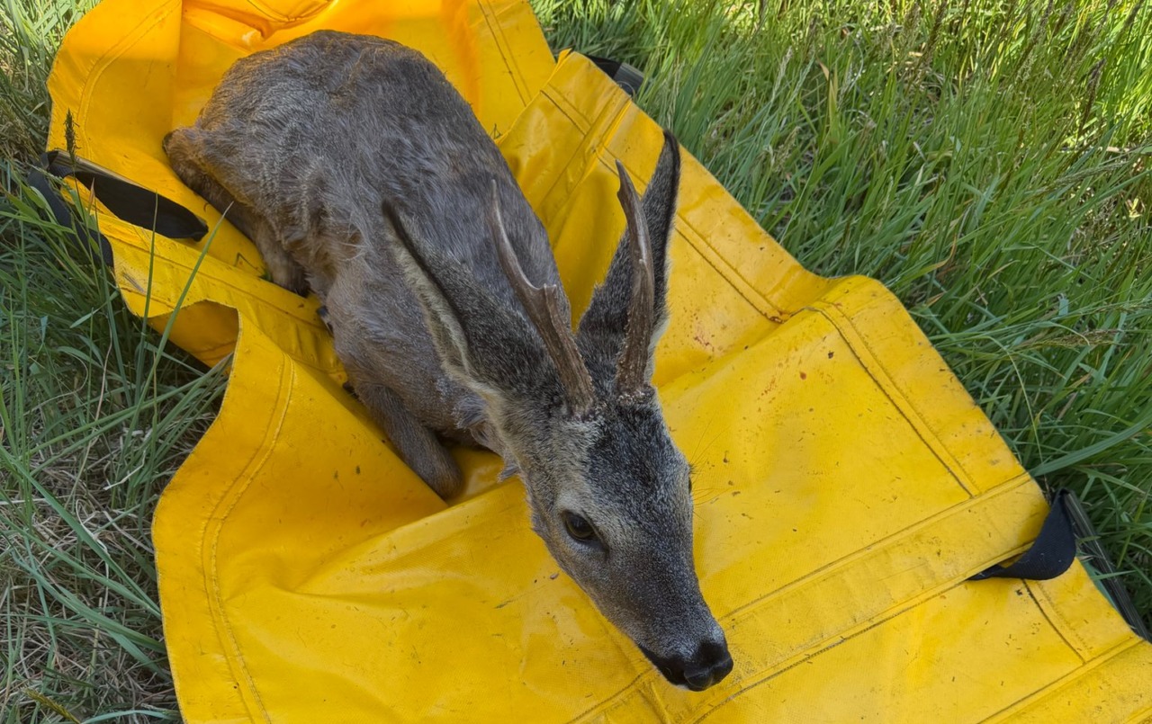 Cucciolo di cerbiatto rischia di cadere nel canale: salvato dai Vigili del Fuoco
